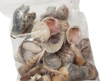 Bulk Florida Sea Shells Seashells for crafts Wholesale Jewelry Making Supplies