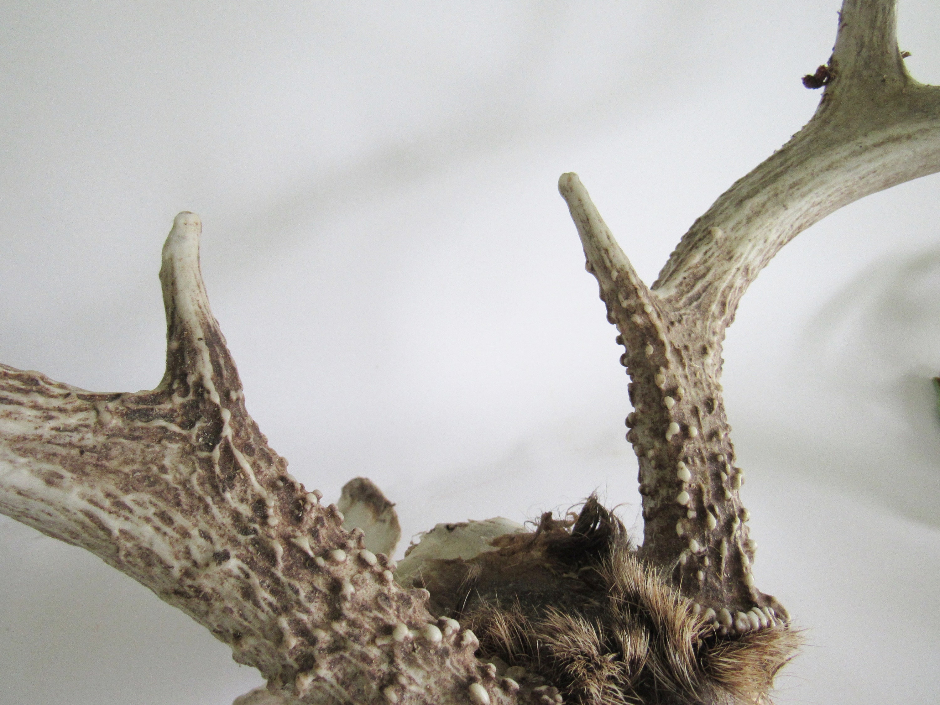 Whitetail Deer Skull 8 Point Antlers Halloween Deer Head