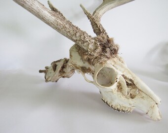 蝦夷鹿huntingtrophy（deer skull） No.8 61CDdw0PxyL._AC_SY200_QL15_.jpg