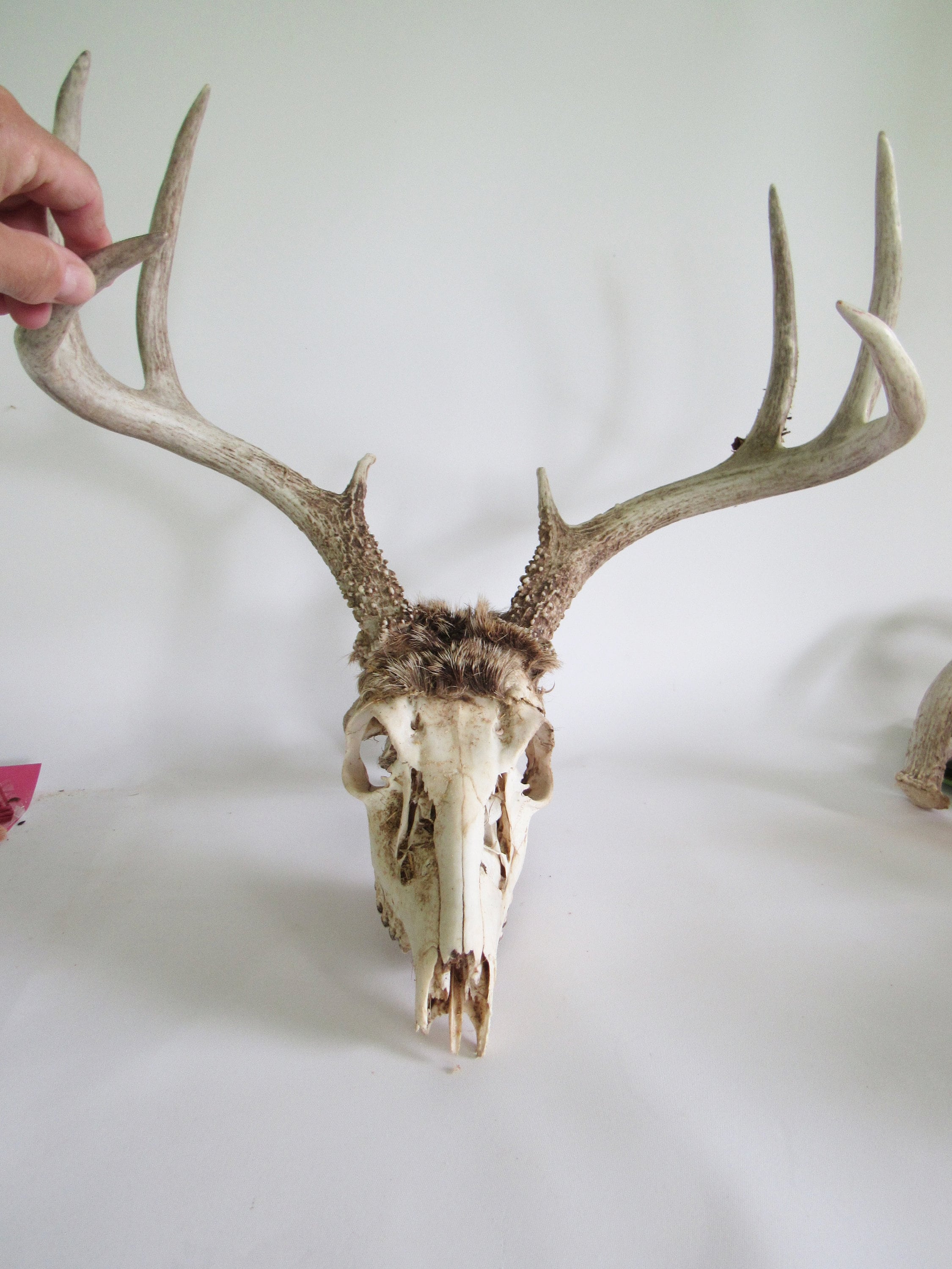 Whitetail Deer Skull 8 Point Antlers Halloween Deer Head Intact
