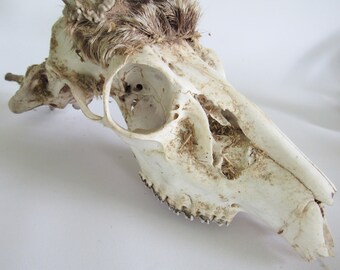 蝦夷鹿huntingtrophy（deer skull） No.8 61CDdw0PxyL._AC_SY200_QL15_.jpg