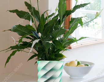 Jardinière en spirale imprimée en 3D : option d'arrosage automatique
