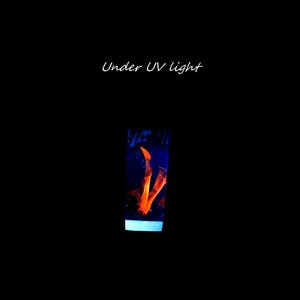 May include: A clear glass bottle with a blue and orange liquid inside. The liquid glows under a UV light. "Under UV light" is written in white text above the bottle.