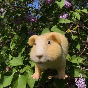 Needle felted guinea pig, Golden image 4