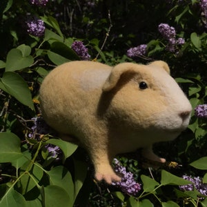 Needle felted guinea pig, Golden image 3