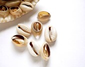 30 Cowrie Shells, Jewelry Making - 30-TOP