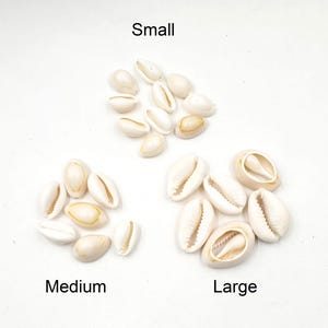 30 conchas cauri de color blanco cremoso en 3 tamaños: 40-8