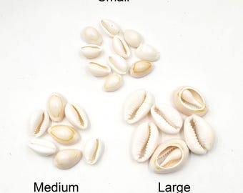 XLタイガータカラガイ貝殻 | プレミアム品質 | 3-3/4インチ - 4インチ