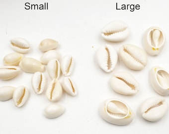 30 Creamy White Cowrie Shells In 2 Sizes- 40-8