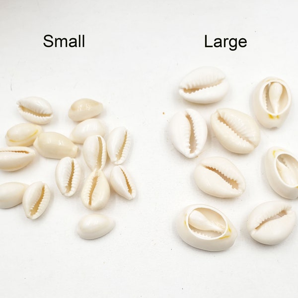 30 Creamy White Cowrie Shells In 2 Sizes- 40-8