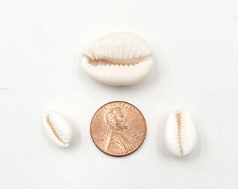 クリーミーな白いタカラガイの殻30個、3サイズ - 40-8 - Etsy 日本