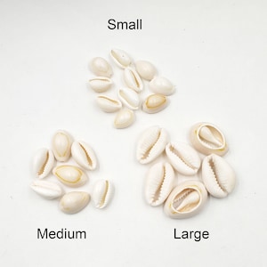 30 Creamy White Cowrie Shells In 3 Sizes- 40-8
