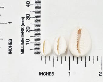 クリーミーな白いタカラガイの殻30個、3サイズ - 40-8 - Etsy 日本