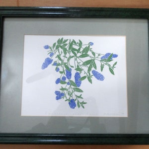 Vintage Framed Fine Art Botanical Print &quot;Ceanothus Thrysiflorus&quot; signed 1989