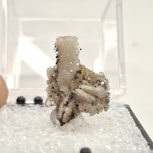 May include: A cluster of light beige crystals with small black inclusions, presented in a clear display case. The crystals have a rough, textured appearance, with a slightly sparkling surface. The overall shape is irregular and organic, suggesting a natural mineral formation.