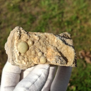 May include: A rough, rectangular piece of tan-colored sedimentary rock featuring several embedded, smooth, pale green spherical formations of varying sizes across its textured surface, showcasing natural mineral deposits and geological patterns.