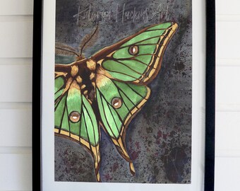 Watercolor Moon Moth Art Print 9x12 - Frame Not Included