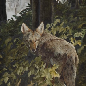 Ashy - Coyote print
