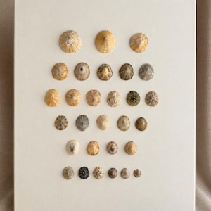 Muurdecoratie met schelpen op canvas • Raster van natuurlijke slakschelpen • Neutrale kustdecoratie voor thuis • Handgemaakt op Gozo, Malta • 40 x 50 cm