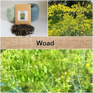 100 Woad Isatis Tinctoria Seed Dyers Woad Glastum seeds natural dye dyeing plant