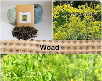 100 Woad Isatis Tinctoria Seed Dyers Woad Glastum seeds natural dye dyeing plant