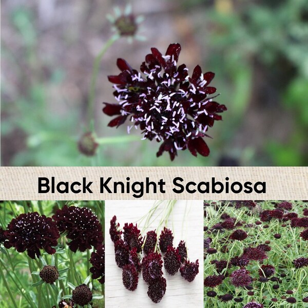 Black Knight Scabiosa - Etsy