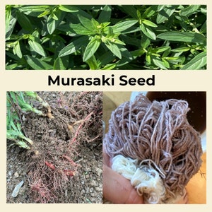 Murasaki Seed, Lithospermum erythrorizon, 25 seeds natural dye plant, purple red gromwell zi cao