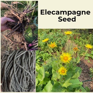 Elecampagne seed natural dye plant, Elecampane, Inula helenium