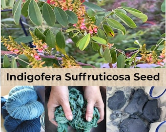 Indigofera Suffruticosa Seed Blue - Guatamalan indigo, anil natural dye garden plant