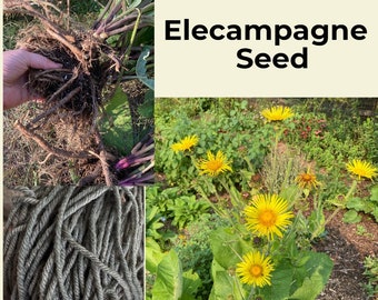 Elecampagne seed natural dye plant, Elecampane, Inula helenium