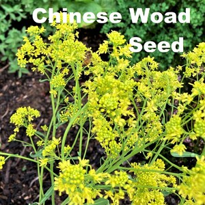 100 Chinese Woad Isatis Indigotica Seed Dyers Woad Glastum seeds natural dye dyeing plant