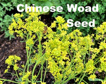 100 Chinese Woad Isatis Indigotica Seed Dyers Woad Glastum seeds natural dye dyeing plant