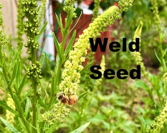Weld - Reseda Luteola 100+ Seeds natural dye plant