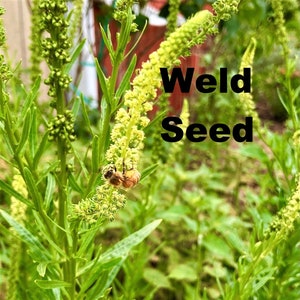 Weld Reseda Luteola 100 Seeds natural dye plant image 1
