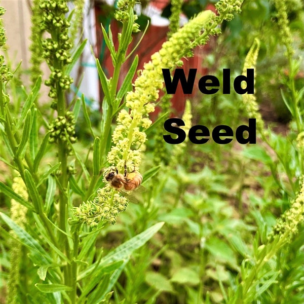 Weld - Reseda Luteola 100+ Seeds natural dye plant