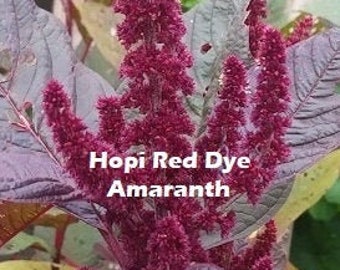 Hopi Red Dye Amaranth Seed Amaranthus cruentus seeds natural dye plant