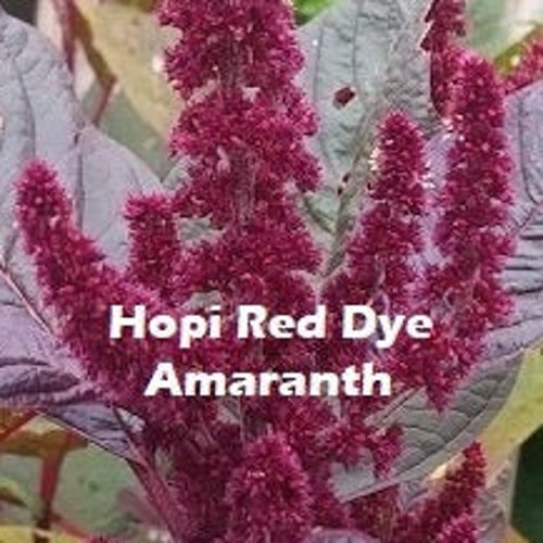 Hopi Red Dye Amaranth Seeds Amaranthus Plant for Dyeing Etsy