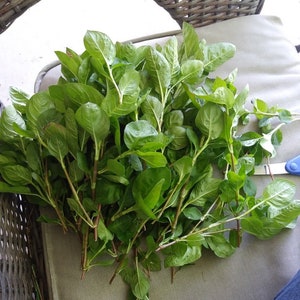 May include: A bunch of green leafy plant cuttings with stems and roots. The cuttings are arranged on a light gray surface.