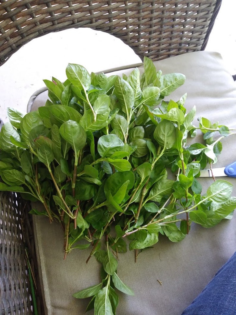 May include: A bunch of green leafy plant cuttings with stems and roots. The cuttings are arranged on a light gray surface.