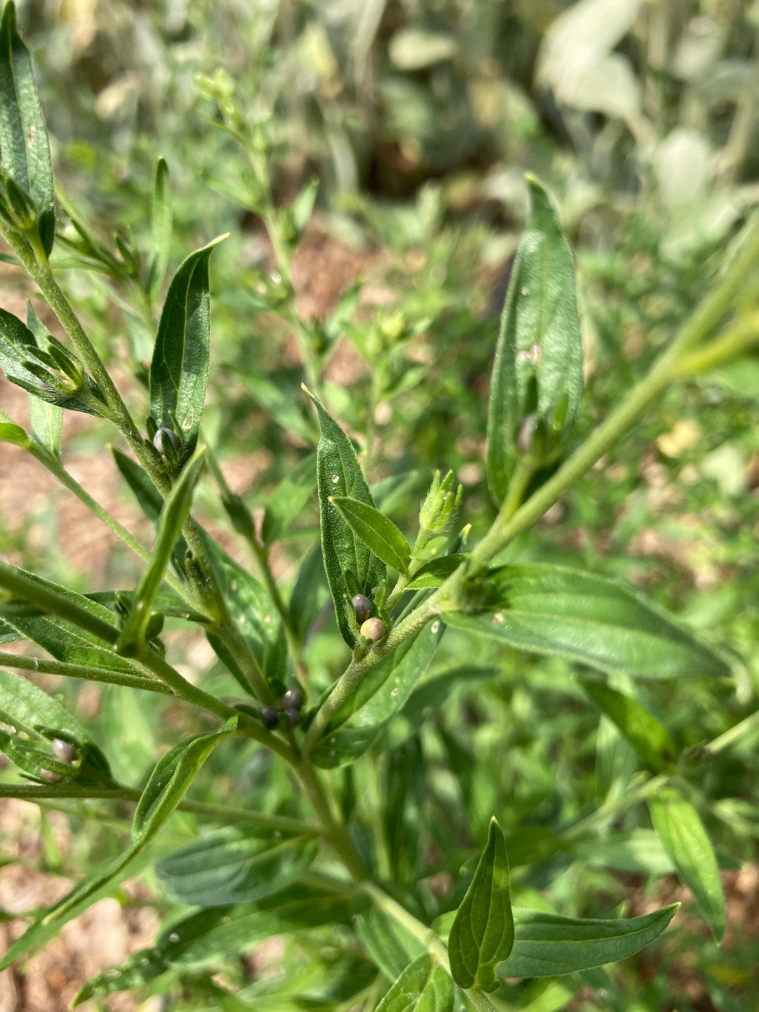 棘.PLANTS Amazon.com : Plant Stakes 17inch &11inch SupKing Adjustable