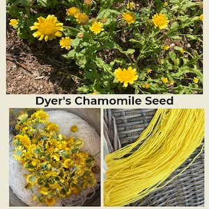 May include: Yellow Dyer's Chamomile flowers in a garden, a bowl of flowers in water, and a skein of yellow yarn dyed with the flowers. "Dyer's Chamomile Seed" is written in the image.