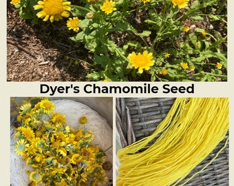 Dyer&#39;s Chamomile Seed, Golden Marguerite, Cota tinctoria, Anthemis tinctoria perennial natural dye plant, ox eye yellow
