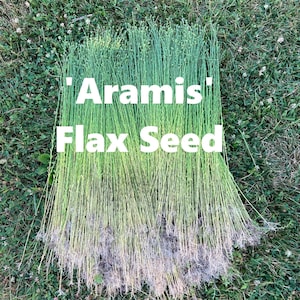 2, 4 or 8oz Treated Flax seed 'Aramis'  Long-stemmed Flax for producing Linen