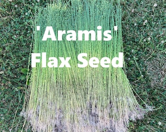 4 or 8oz Treated Flax seed 'Aramis'  Long-stemmed Flax for producing Linen