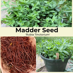Madder 'Rubia tinctorium' seed natural dye plant Madder root