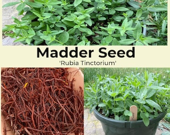 Madder 'Rubia tinctorium' seed natural dye plant Madder root