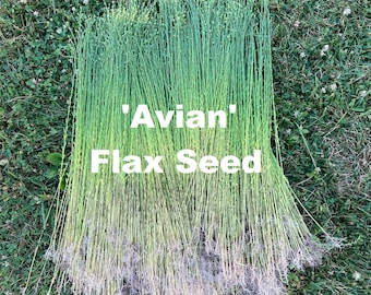 Flax seed 'Avian'  Long-stemmed Flax for producing Linen