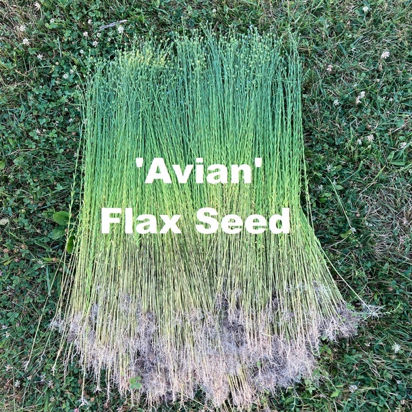 Flax seed 'Avian'  Long-stemmed Flax for producing Linen