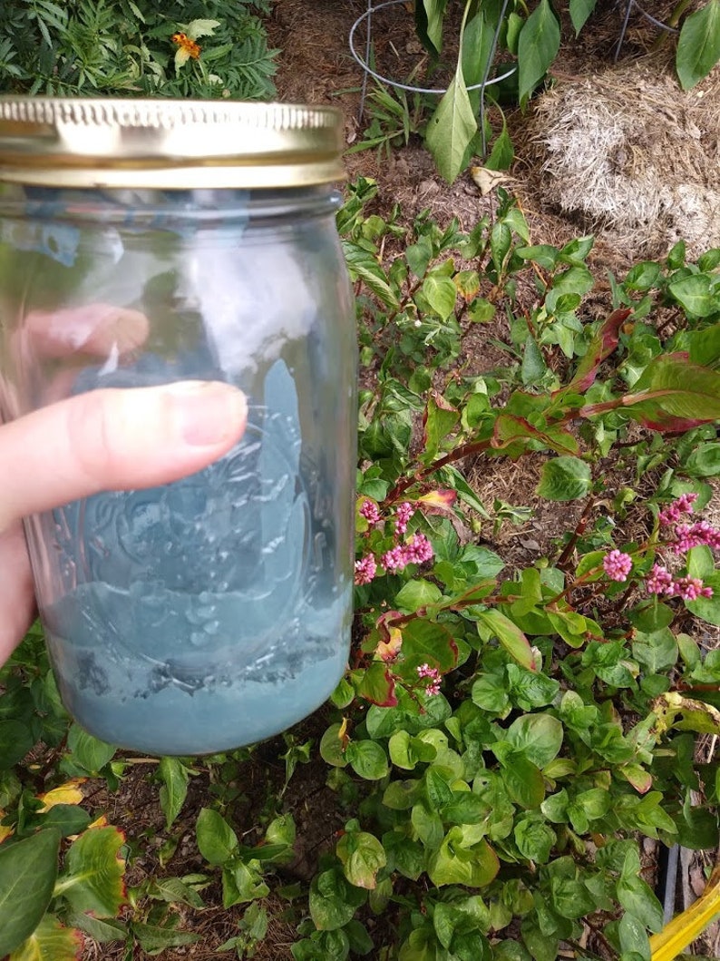 May include: A glass jar filled with a blue powder. The jar has a gold lid and is sitting in front of a green plant with pink flowers.