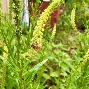 Weld Reseda Luteola 100 Seeds natural dye plant image 6